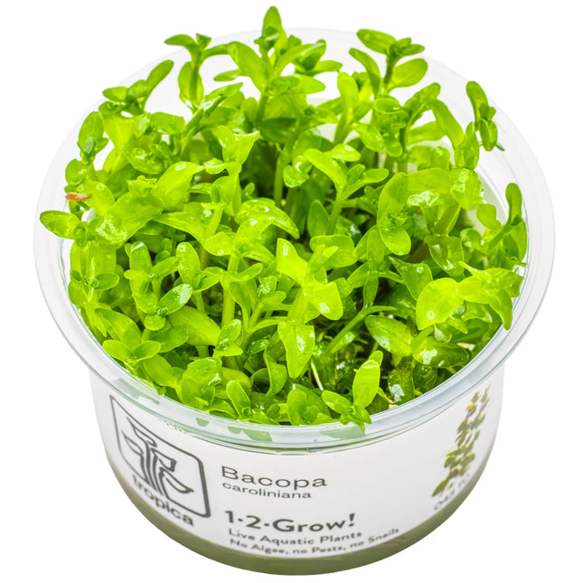 Bacopa caroliniana - Großes Fettblatt | In-Vitro