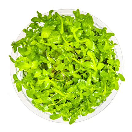 Bacopa caroliniana - Großes Fettblatt | In-Vitro