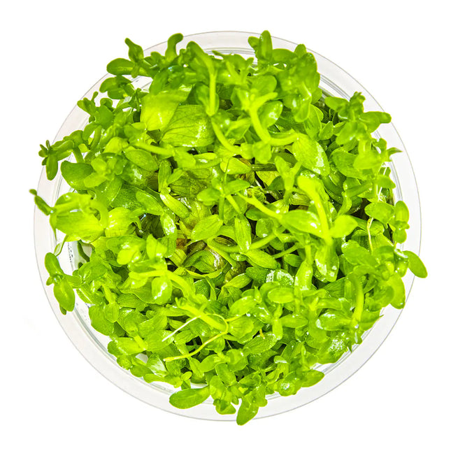 Bacopa caroliniana - Großes Fettblatt | In-Vitro