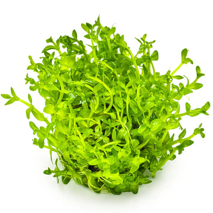 Bacopa caroliniana - Großes Fettblatt | In-Vitro