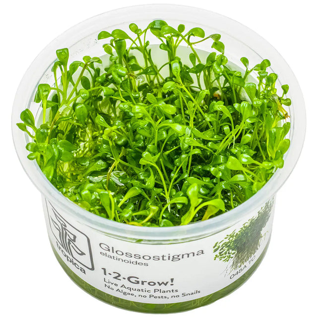 Glossostigma elatinoides | In-Vitro