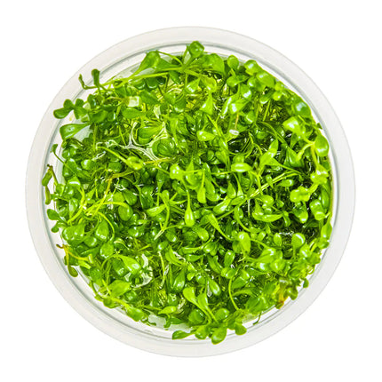 Glossostigma elatinoides | In-Vitro