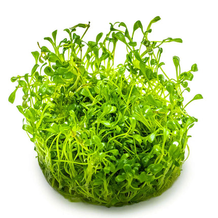 Glossostigma elatinoides | In-Vitro
