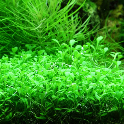 Glossostigma elatinoides | In-Vitro