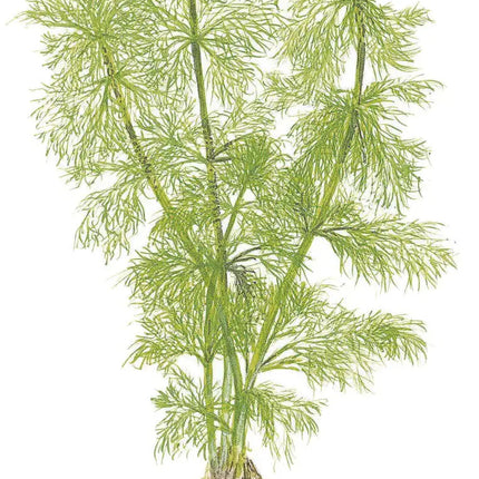 Limnophila aquatica | In-Vitro