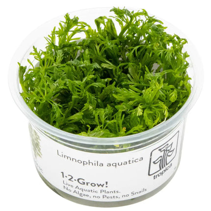 Limnophila aquatica | In-Vitro