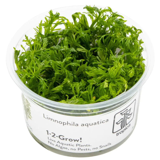 Limnophila aquatica | In-Vitro