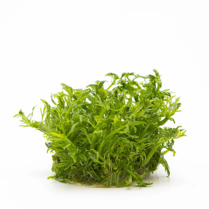 Limnophila aquatica | In-Vitro