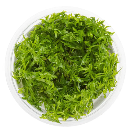 Limnophila aquatica | In-Vitro