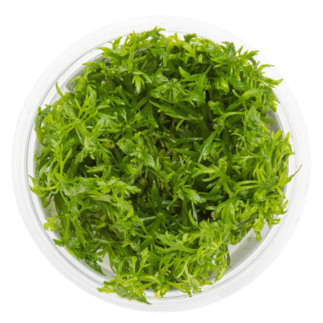 Limnophila aquatica | In-Vitro