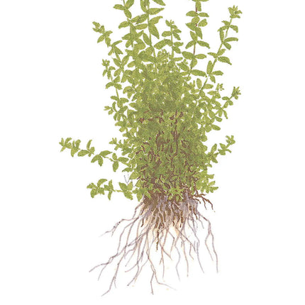 Micranthemum glomeratum | In-Vitro
