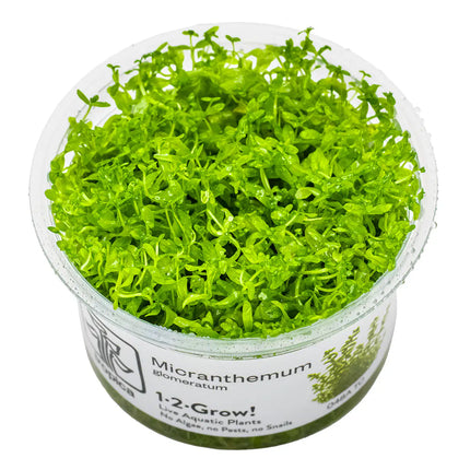 Micranthemum glomeratum | In-Vitro