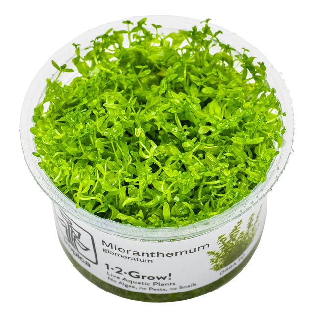 Micranthemum glomeratum | In-Vitro