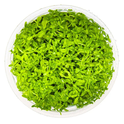 Micranthemum glomeratum | In-Vitro