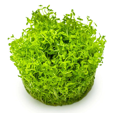 Micranthemum glomeratum | In-Vitro