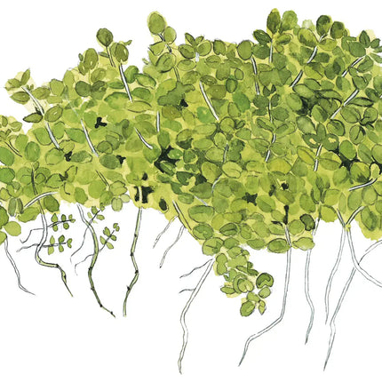 Micranthemum callitrichoides 'Cuba' | In-Vitro