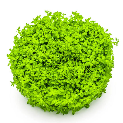 Micranthemum callitrichoides 'Cuba' | In-Vitro