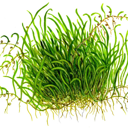 Utricularia graminifolia - Grasblättriger Wasserschlauch | In-Vitro