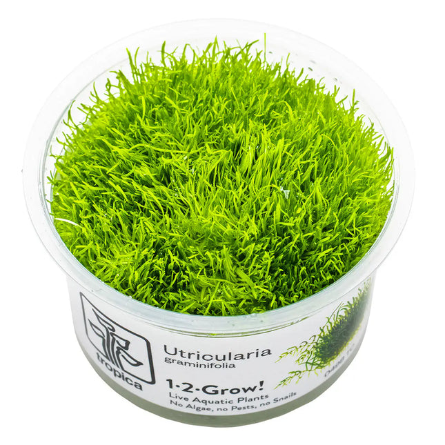 Utricularia graminifolia - Grasblättriger Wasserschlauch | In-Vitro