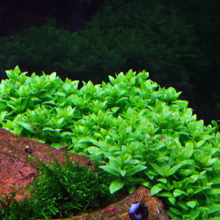Staurogyne repens - Kriechende Staurogyne | In-Vitro