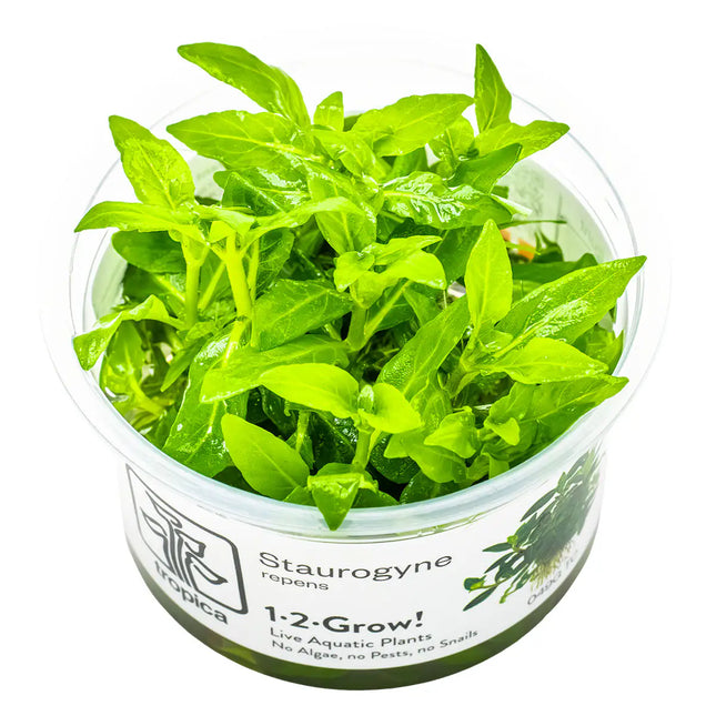 Staurogyne repens - Kriechende Staurogyne | In-Vitro