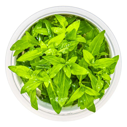 Staurogyne repens - Kriechende Staurogyne | In-Vitro