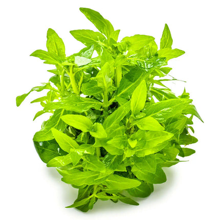 Staurogyne repens - Kriechende Staurogyne | In-Vitro