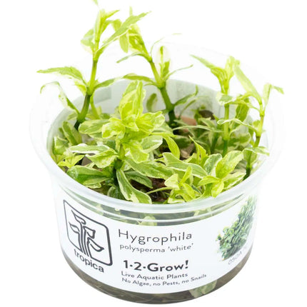 Hygrophila polysperma 'White' | In-Vitro