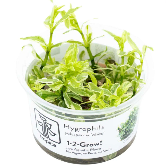 Hygrophila polysperma 'White' | In-Vitro