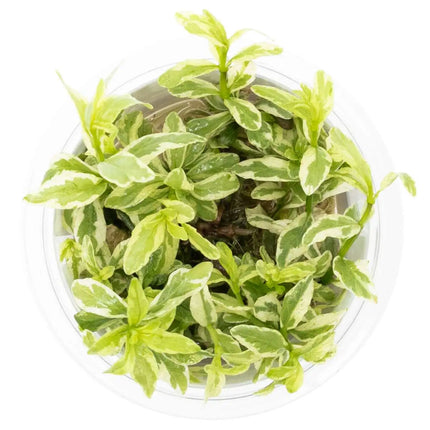 Hygrophila polysperma 'White' | In-Vitro