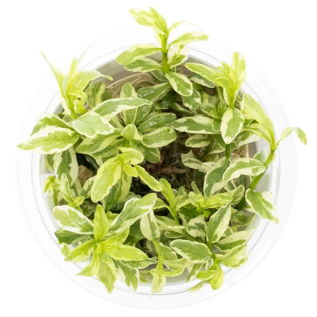 Hygrophila polysperma 'White' | In-Vitro