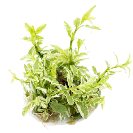 Hygrophila polysperma 'White' | In-Vitro