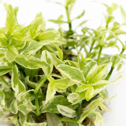 Hygrophila polysperma 'White' | In-Vitro