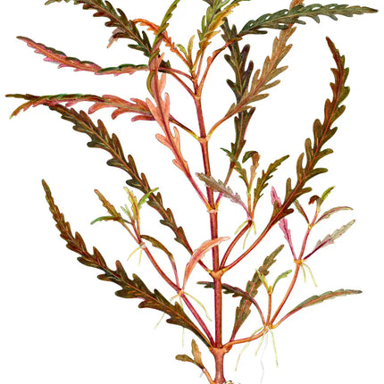 Hygrophila pinnatifida - Fiederspaltiger Wasserfreund | In-Vitro