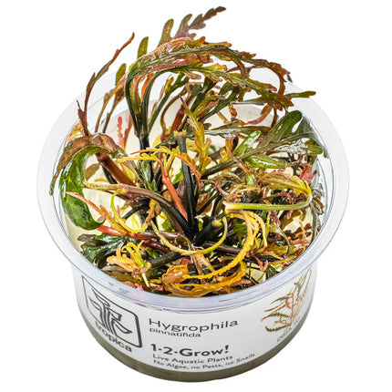 Hygrophila pinnatifida - Fiederspaltiger Wasserfreund | In-Vitro