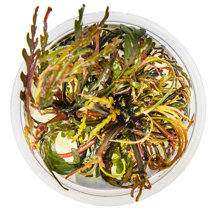 Hygrophila pinnatifida - Fiederspaltiger Wasserfreund | In-Vitro