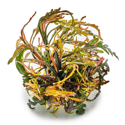 Hygrophila pinnatifida - Fiederspaltiger Wasserfreund | In-Vitro