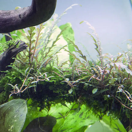 Hygrophila pinnatifida - Fiederspaltiger Wasserfreund | In-Vitro