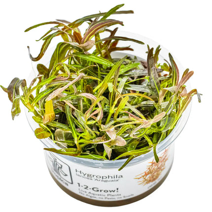 Hygrophila 'Araguaia' | In-Vitro