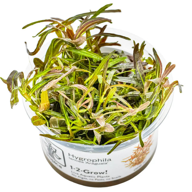 Hygrophila 'Araguaia' | In-Vitro
