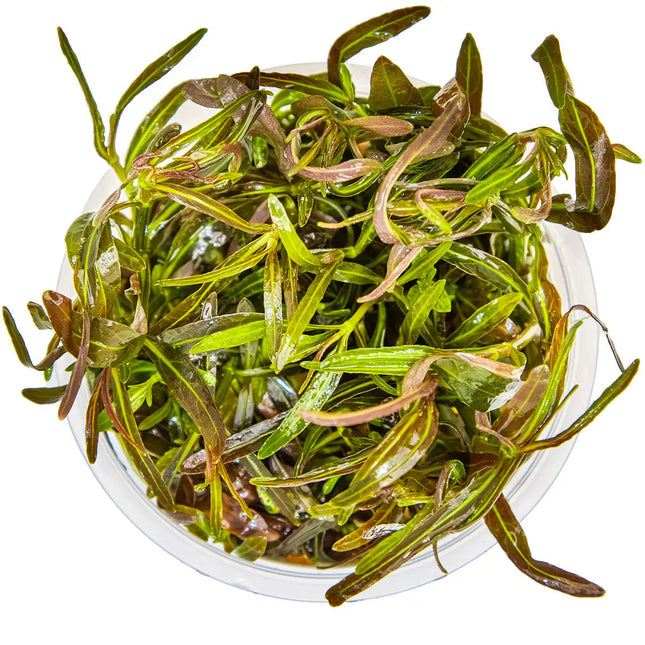 Hygrophila 'Araguaia' | In-Vitro