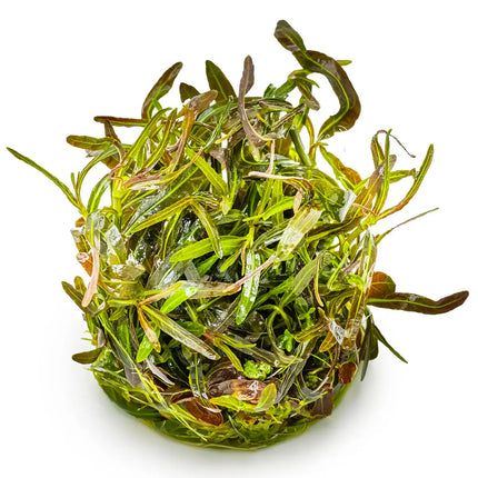 Hygrophila 'Araguaia' | In-Vitro