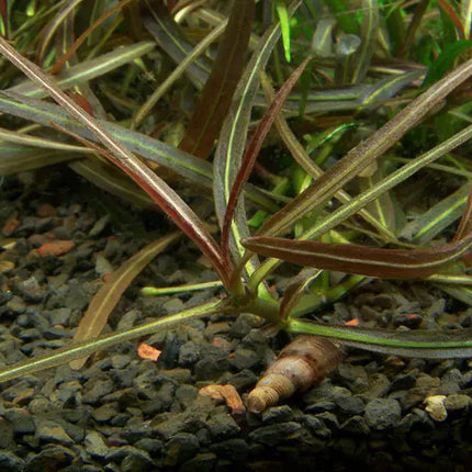 Hygrophila 'Araguaia' | In-Vitro