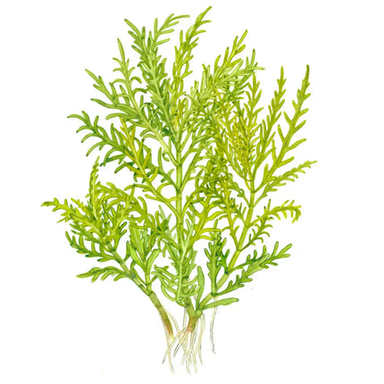 Hygrophila odora | In-Vitro