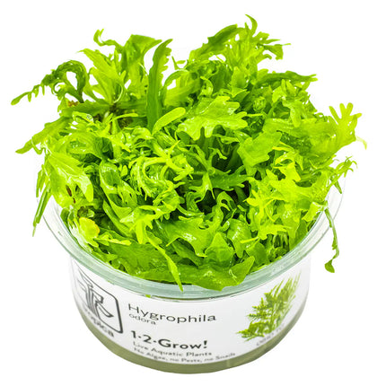 Hygrophila odora | In-Vitro
