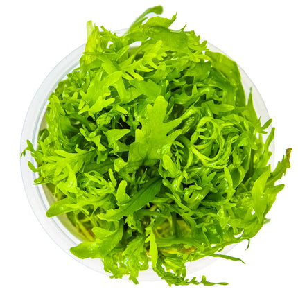 Hygrophila odora | In-Vitro