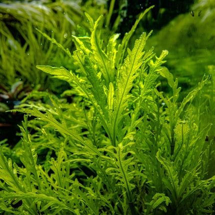 Hygrophila odora | In-Vitro