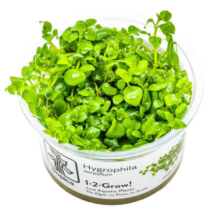Hygrophila serpyllum | In-Vitro