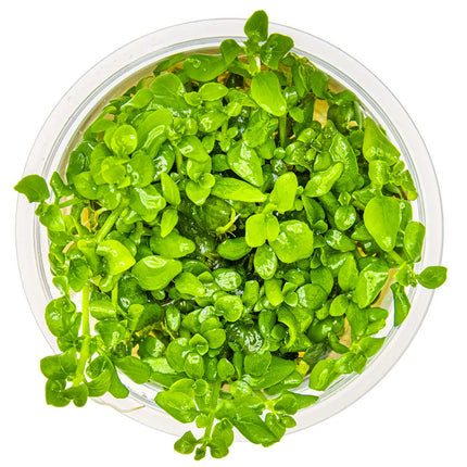 Hygrophila serpyllum | In-Vitro