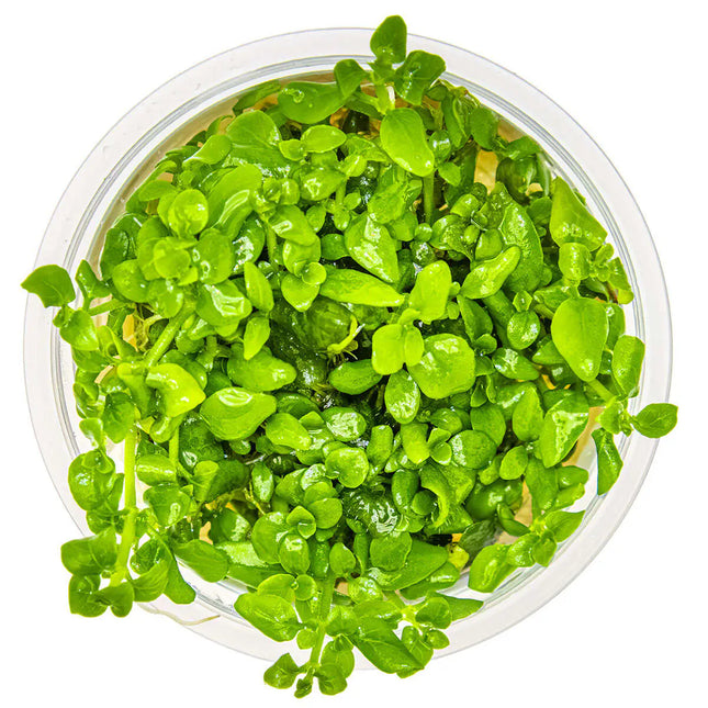 Hygrophila serpyllum | In-Vitro